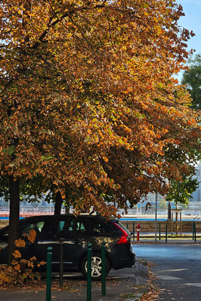 A black car parked beneath a large tree with vibrant autumn leaves in shades of orange, brown and yellow on a sunny day in Budapest